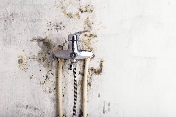 Best Mold Testing  in Somers, MT