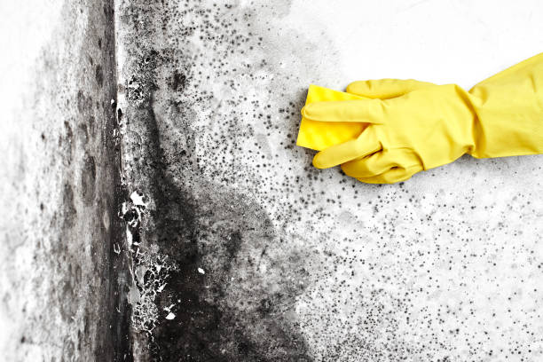 Best Mold Testing  in Somers, MT